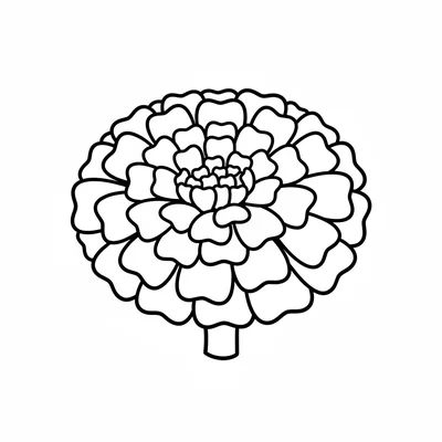 A simple round marigold flower head with densely layered round petals forming coloring page