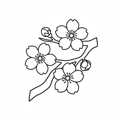 A simple cherry blossom branch with 3 large 5-petaled blossoms and 2 buds coloring page