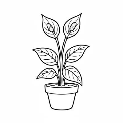 A simple peace lily in a pot, 3 large dark oval leaves and 2 white spathe coloring page
