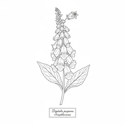 A pressed flower composition arranged as a Victorian coloring page
