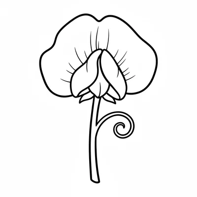 A sweet pea flower with 5 irregular petals, one large round back petal, 2 coloring page