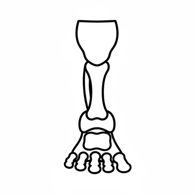 A simple cartoon skeleton foot and leg from the knee down, showing the kneecap coloring page